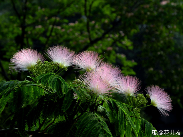 花的品种有哪些，常见花卉分类有哪些品种（80种常见植物图解）