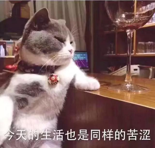 猫咪不吃猫粮什么原因，猫不吃猫粮有几种情况（猫咪突然不爱吃猫粮了是什么原因）