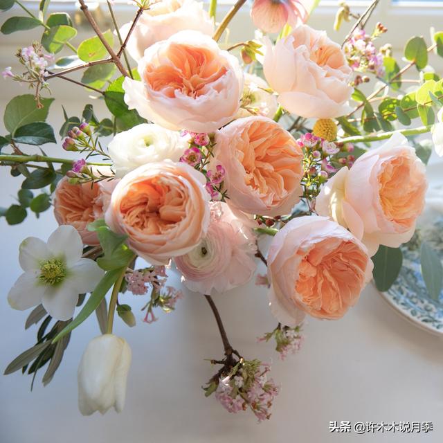 月季花一般都几月份开，月季花一般都几月份开花（怎么才能让月季开更多花呢）