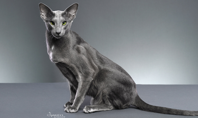 黑猫是什么品种，黑猫白爪是什么品种（古书记载“辟邪招财”的黑猫都有哪些品种）