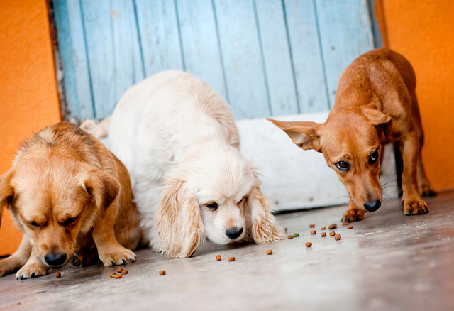 博美冬天掉毛是正常现象的吗，博美夏天掉毛正常吗（掉毛厉害的常见宠物犬）