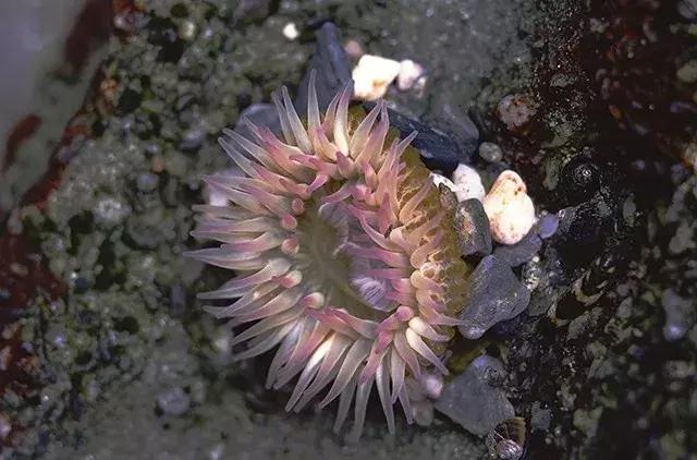 海葵汤怎么做好吃海葵汤的吃法,海葵鸡蛋汤的做法(海星、海葵、海肠……它们竟然都能吃) 海葵汤怎么做好吃海葵汤的吃法,海葵鸡蛋汤的做法(海星、海葵、海肠……它们竟然都能吃)