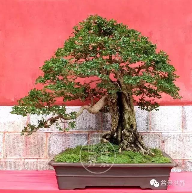 黄杨木盆景养护注意事项，怎样养黄杨木盆景（一组黄杨盆景精品欣赏）