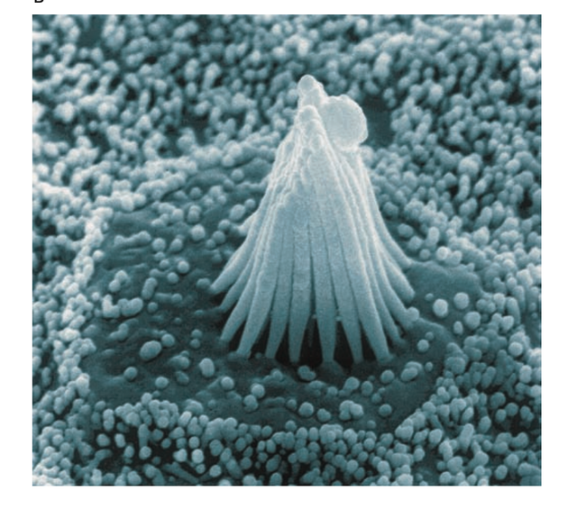 绝对音感是什么，绝对音感百度百科（周杰伦那种绝对音感有什么特别）