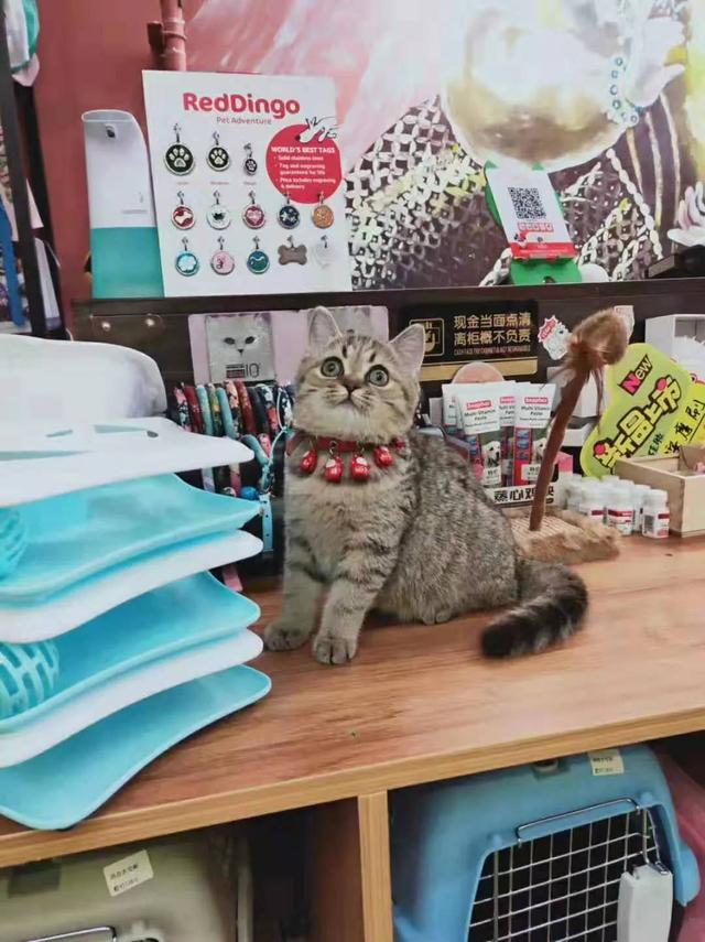 故宫最胆小御猫，我们只是惊呼是不够的