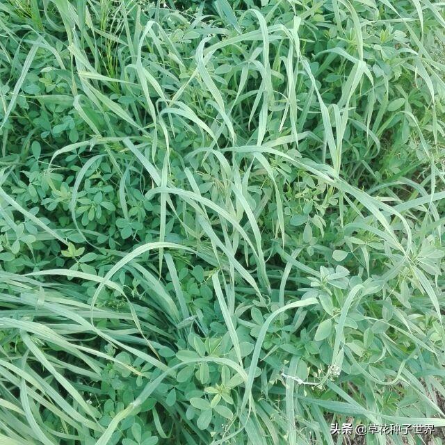 草籽冬天能种活吗，冬季草籽撒播方法（冬季养殖种黑麦草可以吗）