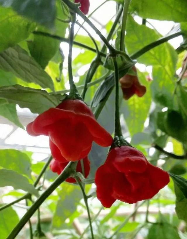 清新可爱的风铃花，漂亮风铃花（其中一个还能吃）