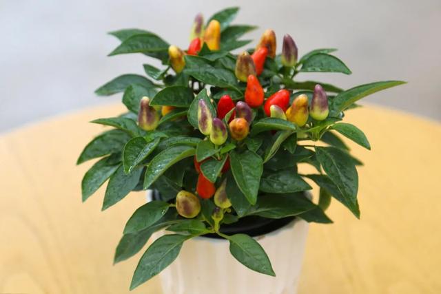 七彩椒什么时候可以种,七彩椒什么时候可以种殖(阳台种五彩椒)