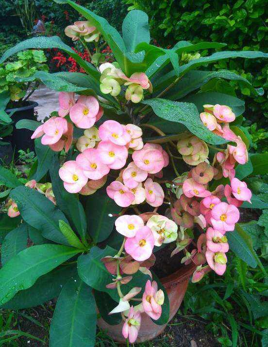 铁海棠花怎么养 铁海棠花的养殖技巧，铁海棠花怎么养（一年四季开花不断）