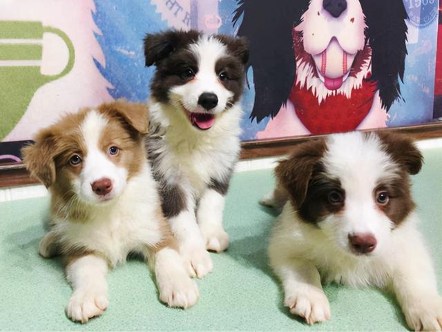 边牧犬多少钱一只幼崽，边牧犬幼崽多少钱一只（养一只边牧需要多少钱）
