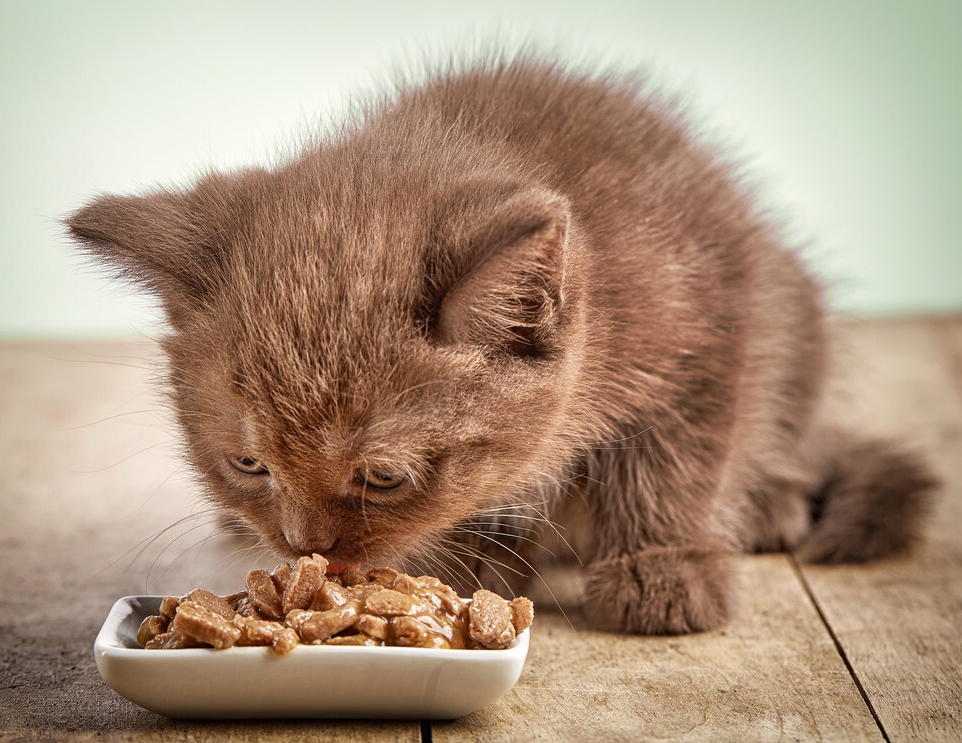 三个月的猫咪吃多少鸡胸肉合适 三个月的猫相当于人几岁