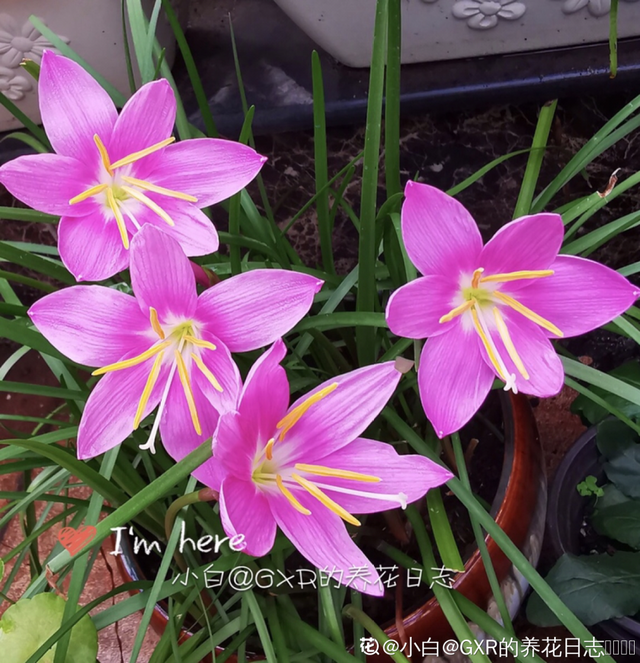 生僻唯美的花名，生僻唯美的花名四字（6种小众花）