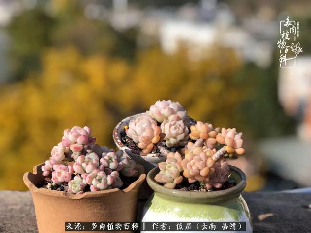 很丧很失望——低眉.，皱着眉头哭丧（陪你度过寒冷的圣诞平安夜图片）