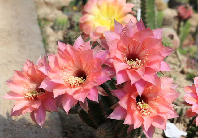 每月什么花开，每月什么花开写一个作文（23种开花植物）