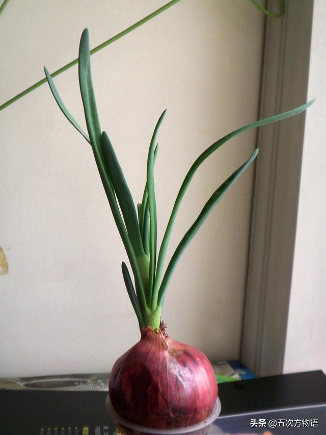 小葱和大葱的区别，小葱和大葱的区别有哪些（国内葱属蔬菜大全，你认识几个）