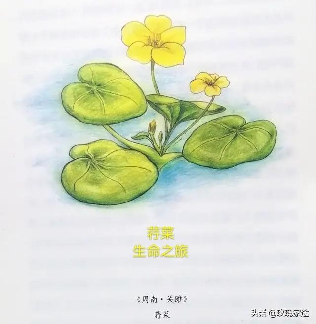 金木水火土甲骨文，金木水火土命表格（甲骨文颠覆你的认知）