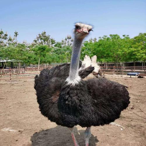 养什么动物不吵不脏不臭，新手养什么动物不吵不脏不臭（很真实、客观、很有用）