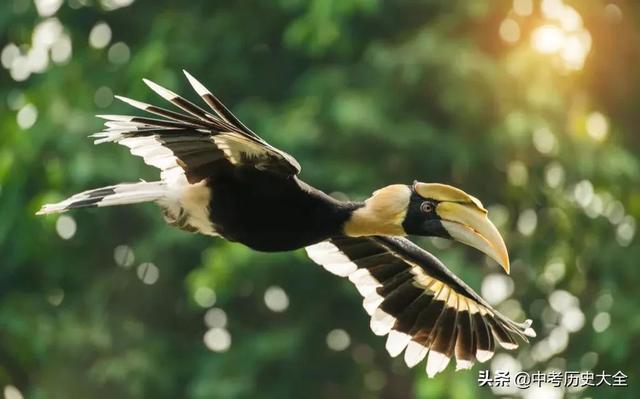 火山最多的国家,世界上最大的火山口位于哪个国家(98条“地理之最”知识点) 火山最多的国家,世界上最大的火山口位于哪个国家(98条“地理之最”知识点)