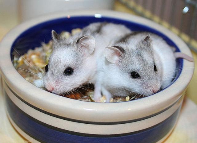仓鼠有什么品种，仓鼠的品种有什么（第5种国内几乎没人养）