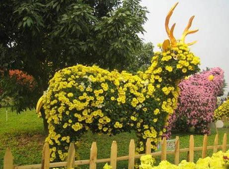 贡菊的功效与作用，黄山贡菊的功效与作用是什么（更有茶用价值<建议收藏>）