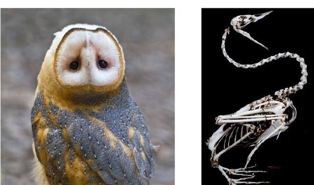 猫头鹰为什么不能转动眼睛，猫头鹰眼球转不动,只能转头（为何能违背常规“逆天”的旋转270度）