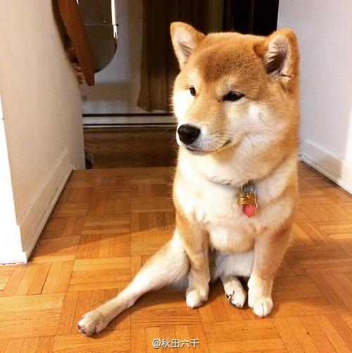 柴犬情头，微信头像，柴犬情头（我还是没找到一起用狗狗情侣头像的人...）