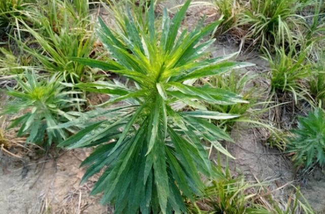 小蓬草和小飞蓬的区别,小蓬草和小飞蓬的区别图(农村"泛滥成灾"的小
