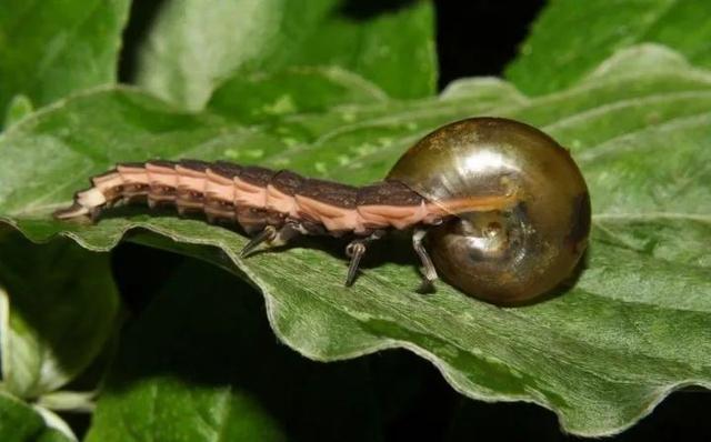 为什么萤火虫要吃蜗牛，为什么萤火虫要吃蜗牛壳（浪漫的萤火虫还有多少不为人知的一面）