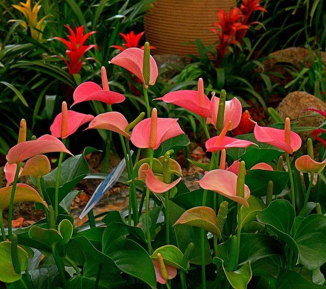 红掌盆栽怎么养，红掌盆栽的养殖方法（养盆“大红掌”）