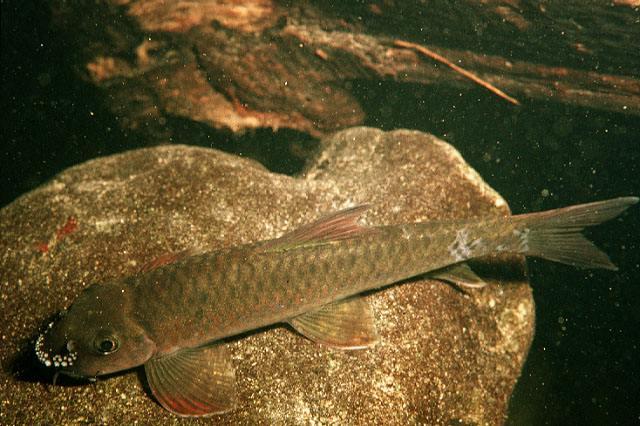 湄公河在我国境内的名称是什么，湄公河在哪里（你真的了解湄公河吗）