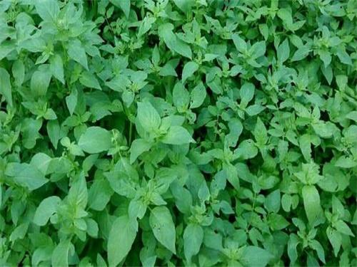 荆芥最佳种植方法，荆芥的用量是多少克（春季播种荆芥要注意保持土壤湿润）