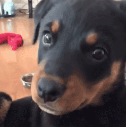 呆萌狗狗，呆萌狗狗道具（呆萌+有趣+憨厚图片）