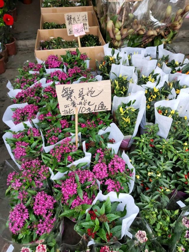 荷花最好看的品种是什么，这花最好看、最好养