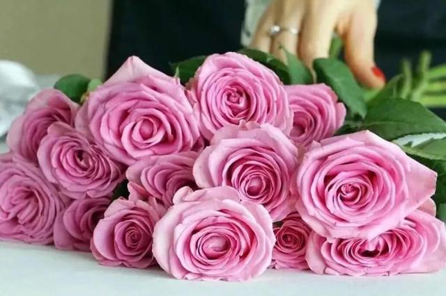 各种玫瑰花的含义，各色的玫瑰花有什么含意（一篇文章认全花店必备80种玫瑰花）