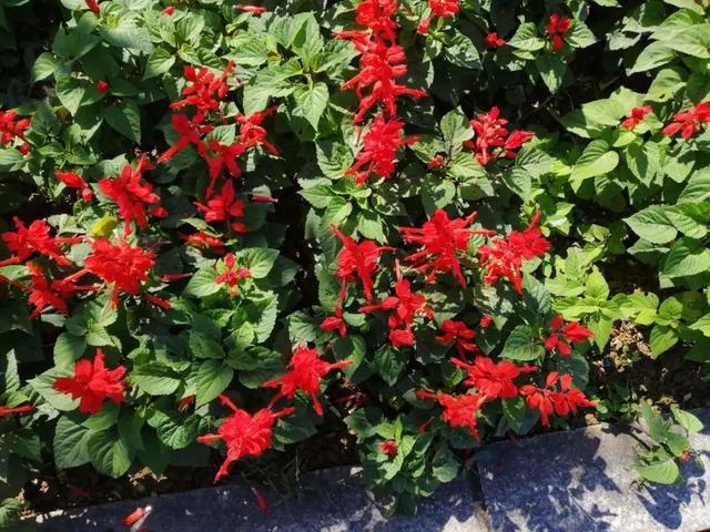 紫薇花什么季节开花，紫薇什么时候开花（温度高也不休眠）