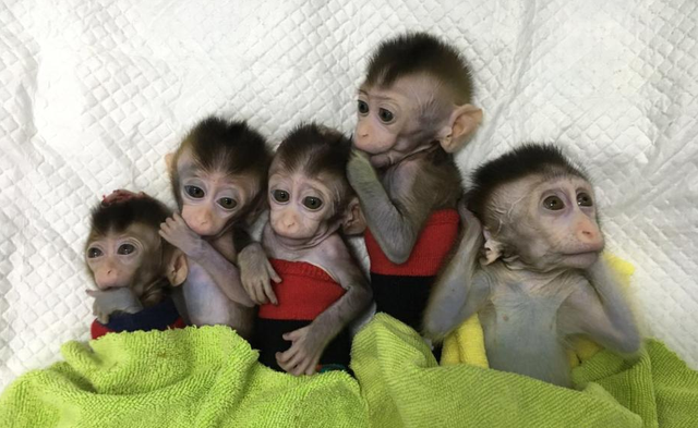 世界首例体细胞克隆猴，中国科学家创建世界首例生物节律紊乱体细胞克隆猴模型