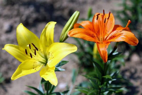 百合花花语和寓意是什么，百合花的花语和寓意是什么（送不同颜色的百合花有不同的含义）