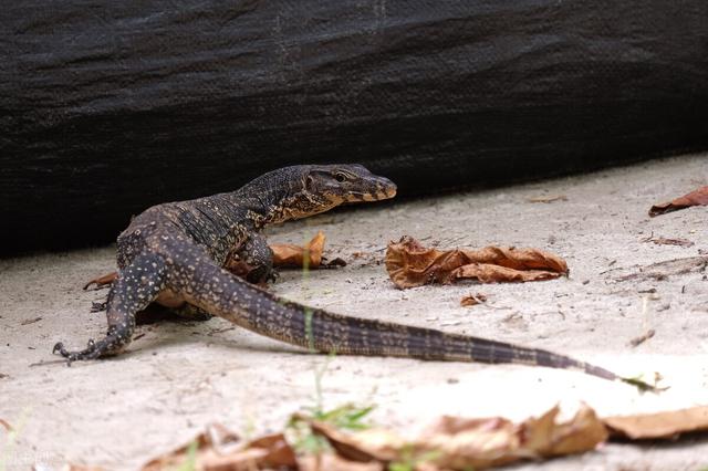中国有哪些人是蜥蜴人，中国目前最先进的机器人（国宝圆鼻巨蜥“五爪金龙”）