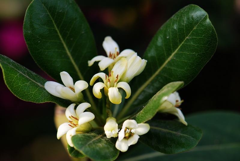 八宝树盆景(八宝招财树怎么养)-娱宸网
