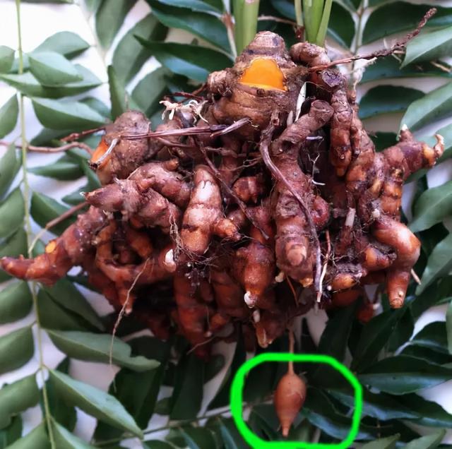 片姜黄的功效与作用，葛根的功效与作用（每天学习一味中药——姜黄）