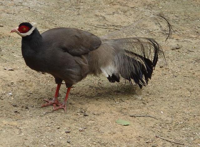 真正的土鸡，土鸡卖多少钱一斤（白马鸡、蓝马鸡、藏马鸡、褐马鸡）