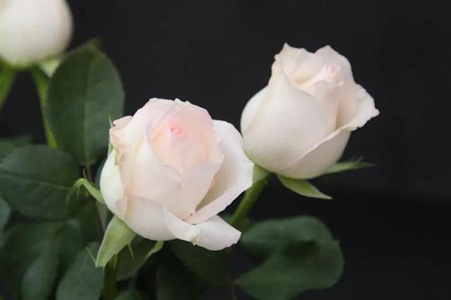 各种玫瑰花的含义，各色的玫瑰花有什么含意（一篇文章认全花店必备80种玫瑰花）