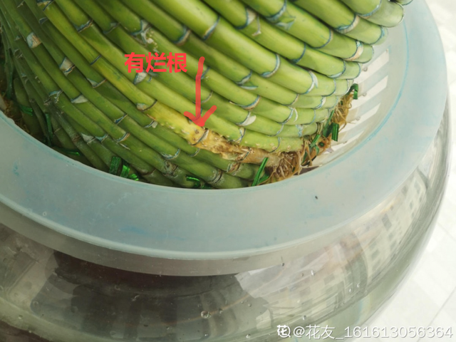 栀子花叶子发黄是什么原因，栀子花叶子发黄的原因是什么（栀子花叶子发黄）