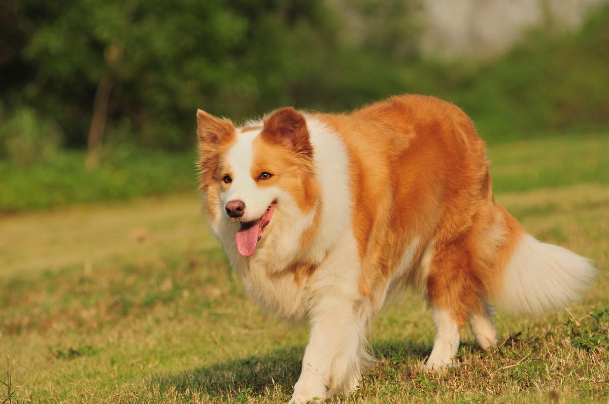 金边牧羊犬价格多少 金边牧羊犬多少钱价钱