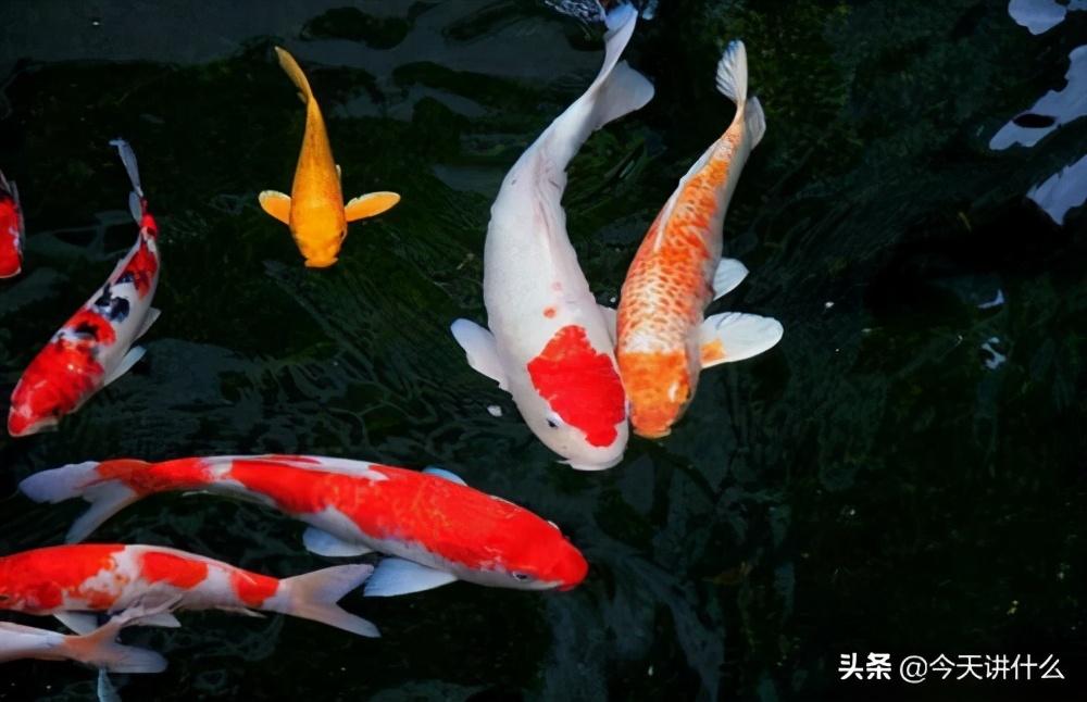 鯉魚品種介紹,鯉魚品種(科普一下五種你常吃的鯉科魚類) 鯉魚品種介紹,鯉魚品種(科普一下五種你常吃的鯉科魚類)