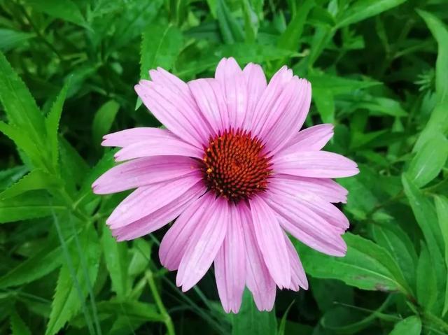 黄菊花的花语和象征，带你去莲花池看花