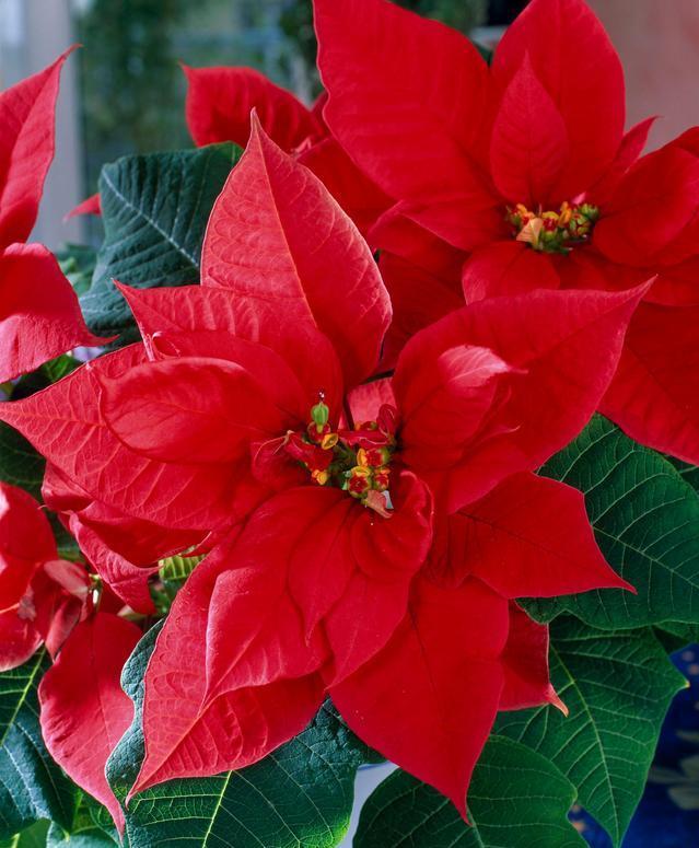 这6盆花专吃“病毒”，现在家家户户都在养（常见常养的6种“带毒花”）