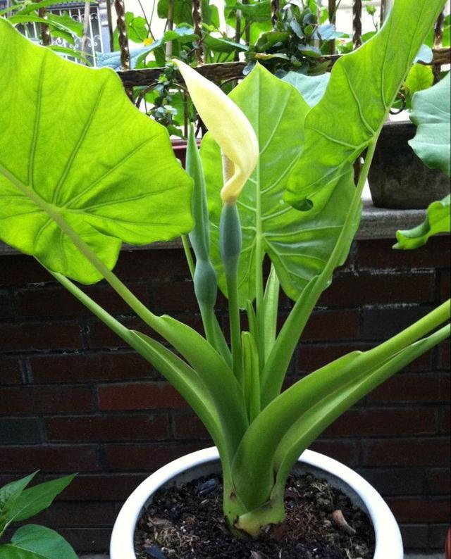 这6盆花专吃“病毒”，现在家家户户都在养（常见常养的6种“带毒花”）