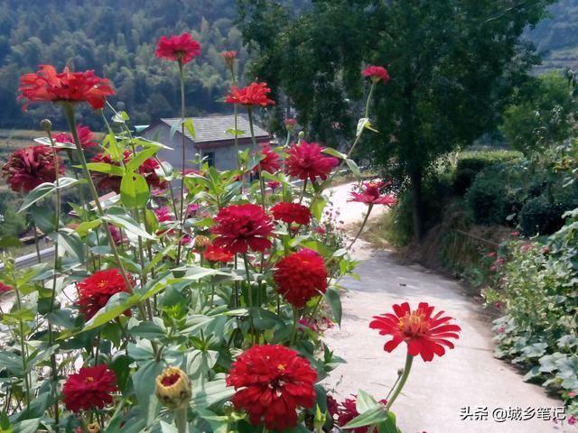 叔父要打点滴了，叔父要打点滴了吗（叔父带我走乡村图片）