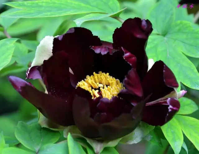 酱紫色是什么颜色，紫酱红是什么颜色（10种罕见的黑色花）